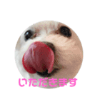 マルチーズのるるとまる（個別スタンプ：10）