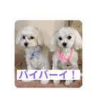 マルチーズのるるとまる（個別スタンプ：11）