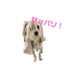 マルチーズのるるとまる（個別スタンプ：13）