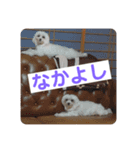 マルチーズのるるとまる（個別スタンプ：14）