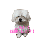 マルチーズのるるとまる（個別スタンプ：16）