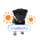 黒柴むうちゃん（個別スタンプ：1）