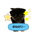 黒柴むうちゃん（個別スタンプ：5）