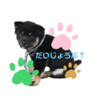 黒柴むうちゃん（個別スタンプ：6）