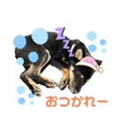 黒柴むうちゃん（個別スタンプ：8）