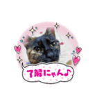 はっぴ～にゃんず（個別スタンプ：1）