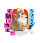 ねこまーち もこもこアイドル（個別スタンプ：2）