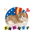 ねこまーち もこもこアイドル（個別スタンプ：4）