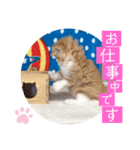 ねこまーち もこもこアイドル（個別スタンプ：5）