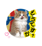 ねこまーち もこもこアイドル（個別スタンプ：7）