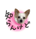 ちくわとなかまたち弍（個別スタンプ：11）
