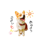 コーギー のイヴくん（個別スタンプ：1）