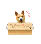 コーギー のイヴくん（個別スタンプ：2）