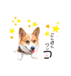 コーギー のイヴくん（個別スタンプ：4）