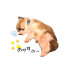 コーギー のイヴくん（個別スタンプ：5）