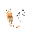 コーギー のイヴくん（個別スタンプ：7）