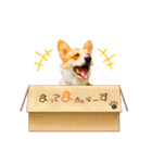 コーギー のイヴくん（個別スタンプ：22）