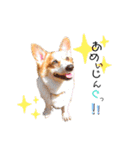 コーギー のイヴくん（個別スタンプ：25）