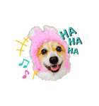 コーギー のイヴくん（個別スタンプ：27）