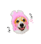 コーギー のイヴくん（個別スタンプ：28）