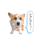 コーギー のイヴくん（個別スタンプ：36）