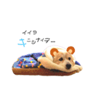 コーギー のイヴくん（個別スタンプ：40）