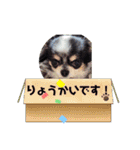 どうぶつと犬1（個別スタンプ：8）