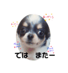 どうぶつと犬1（個別スタンプ：12）