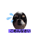 どうぶつと犬1（個別スタンプ：14）