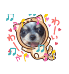 どうぶつと犬1（個別スタンプ：15）