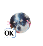どうぶつと犬1（個別スタンプ：19）