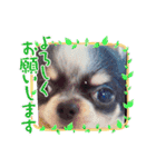 どうぶつと犬1（個別スタンプ：20）