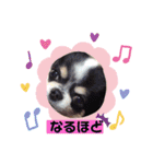どうぶつと犬1（個別スタンプ：23）