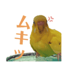 たまとなかまたち3（個別スタンプ：2）