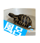 たまとなかまたち3（個別スタンプ：4）