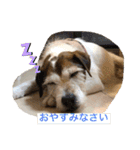 パーソンラッセルのジュリアス（個別スタンプ：7）