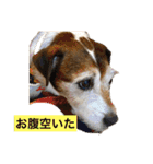 パーソンラッセルのジュリアス（個別スタンプ：9）
