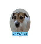 パーソンラッセルのジュリアス（個別スタンプ：12）