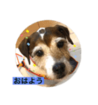 パーソンラッセルのジュリアス（個別スタンプ：15）