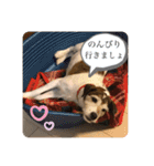 パーソンラッセルのジュリアス（個別スタンプ：16）