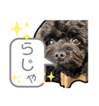 こるね と たると のスタンプ（個別スタンプ：4）