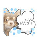 こるね と たると のスタンプ（個別スタンプ：5）