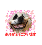 サクラ.（個別スタンプ：3）