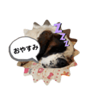 サクラ.（個別スタンプ：5）