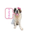 サクラ.（個別スタンプ：12）