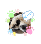 サクラ.（個別スタンプ：16）
