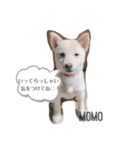 ハリやまくん大成功です！（個別スタンプ：4）