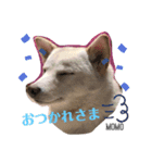 ハリやまくん大成功です！（個別スタンプ：8）