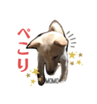ハリやまくん大成功です！（個別スタンプ：15）