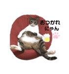 ネコのミミさん（個別スタンプ：1）